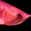 HORIZONE ROYAL AROWANA STICK 100G
