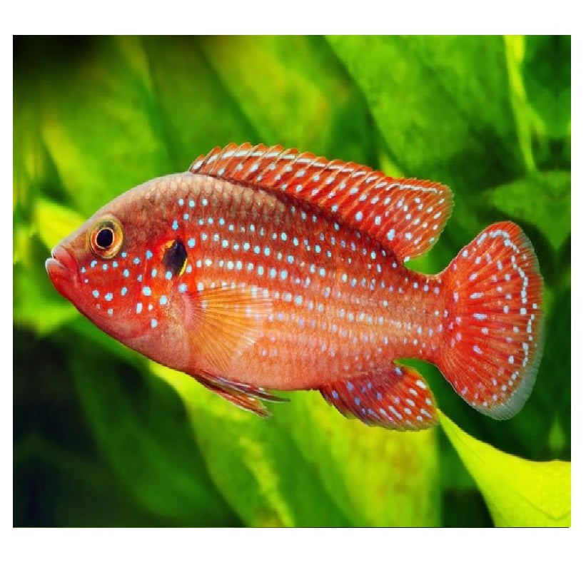 BALOON JEWEL CICHLIDS 4-5