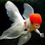 RED CAP ORANDA
