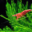 CHERRY RED SHRIMPS