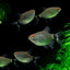 RED EYE TETRA 3cm