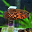 TIGER OSCAR