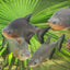 RED BELLY PACU 6-7 cm