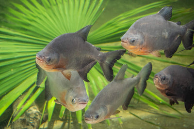 RED BELLY PACU 6-7 cm