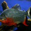 RED BELLY PACU 6-7 cm
