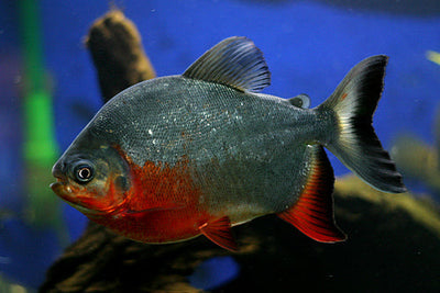 RED BELLY PACU 6-7 cm