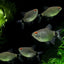 BALOON RED EYE TETRA