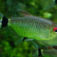 RED EYE TETRA 3cm