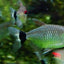 RED EYE TETRA 3cm
