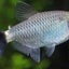 RED EYE TETRA 3cm
