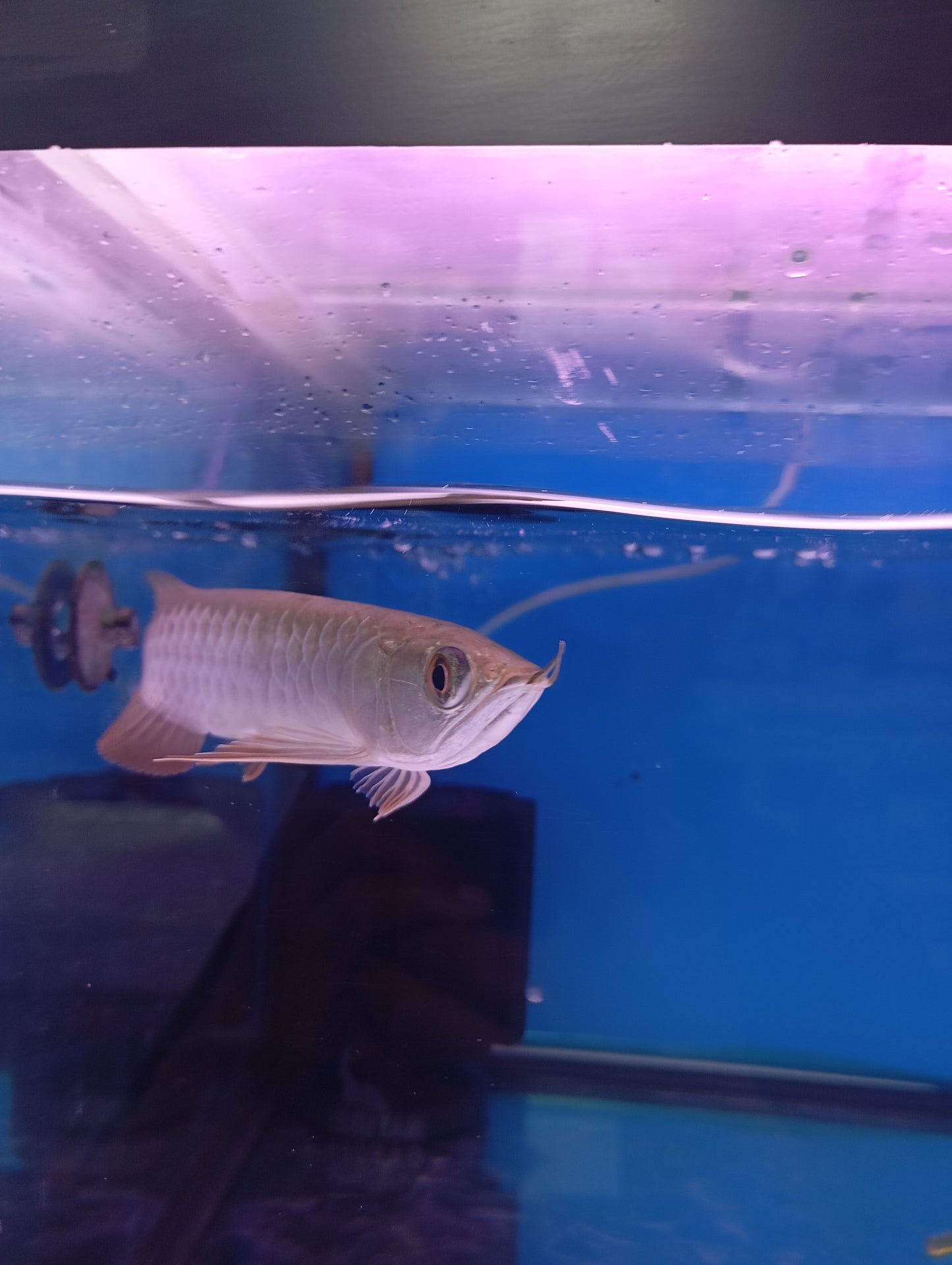Banjer Red Arowana 12-15cm