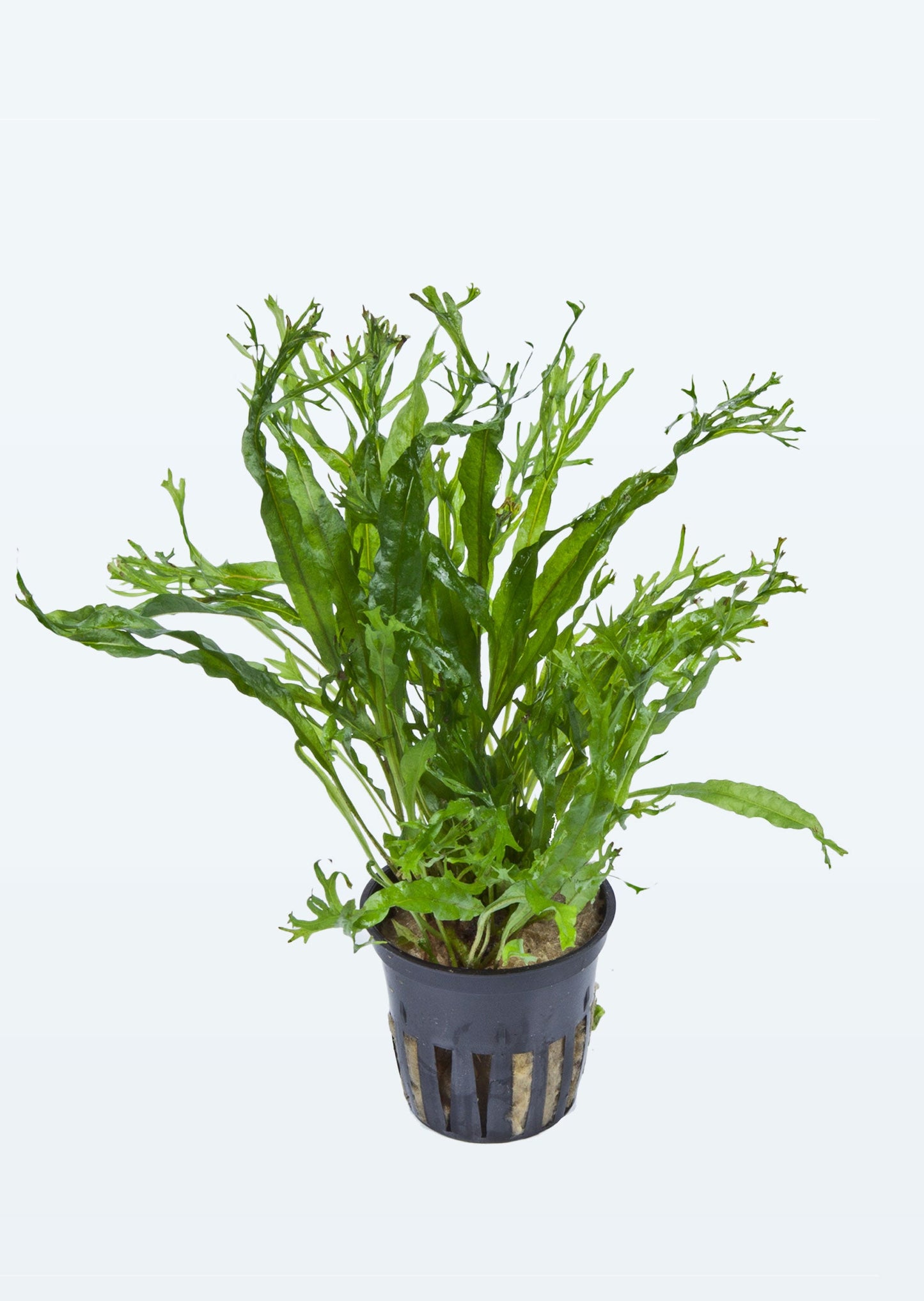 Tropica Microsorum pteropus 'Windeløv