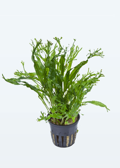 Tropica Microsorum pteropus 'Windeløv