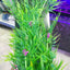 YUSEE PLASTIC PLANT FOR AQUARIUM