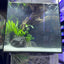 Aquarium with setup.size35x35x35 . 6mm crystal clear glass with back filter.