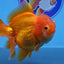 Red& white Rose tail oranda 19-20 cm