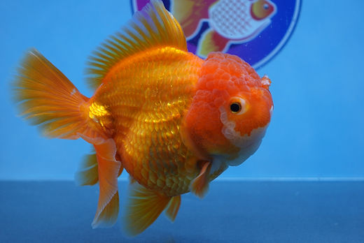 Red& white Rose tail oranda 19-20 cm