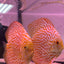 Spical Discus pair