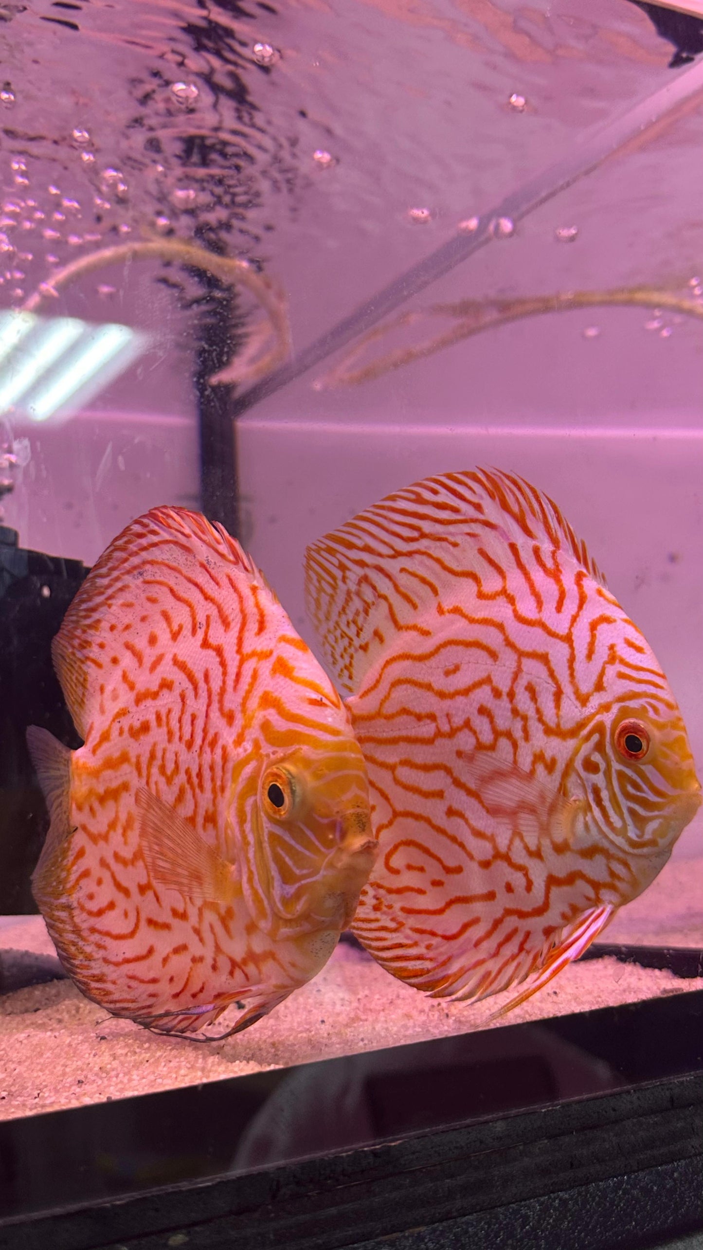 Spical Discus pair