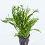 Tropica Microsorum pteropus 'Windeløv