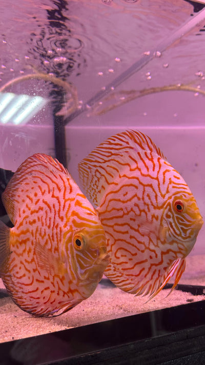 Spical Discus pair
