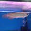 Banjer Red Arowana 12-15cm