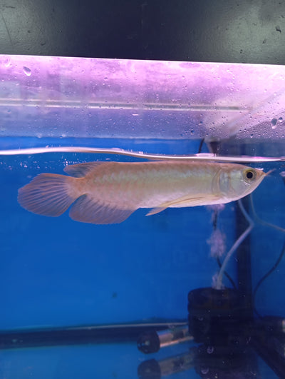 Banjer Red Arowana 12-15cm