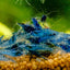 CHERRY BLUE SHRIMPS 1.5cm