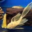 Lemon Long Fin Sucker Fish - L144