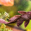 SUCKER FISH