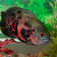 OSCAR FISH BIG