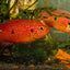BALOON JEWEL CICHLIDS 4-5