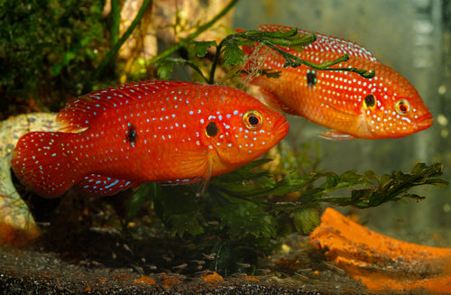 BALOON JEWEL CICHLIDS 4-5