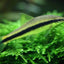SIAMESE ALGAE EATER 4cm