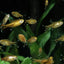 SILVER TIP TETRA 3cm