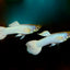 WHITE GERMAN  GUPPY PAIR