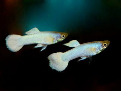 WHITE GERMAN  GUPPY PAIR