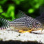 CORYDORAS