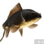 KOI CARP FISH MIX