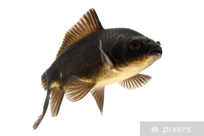 KOI CARP FISH MIX