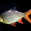 TINFOIL BARB FISH