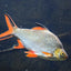 TINFOIL BARB FISH
