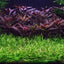 HELANTHIUM TENELLUM GREEN TISSUE CULTURE CUP PLANT