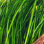 VALLISNERIA NANA POT PLANT