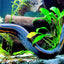 REDSPOT FIRE EEL