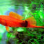SWORD TAIL FISH MIX