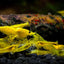 YELLOW GOLDLINE SHRIMPS 1.5cm