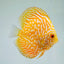 Discus Fish Mix 10cm