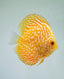 Discus Fish Mix 8cm